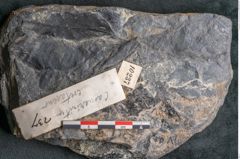 Foto (Detailansicht) von Casuarinites cretaceus Ettingshausen (NHMW-GEO-2024-0188-10237)
